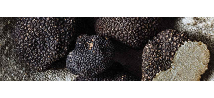 Truffes Fraîches et Produits Truffés | Comptoir Nourisson